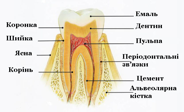 budova